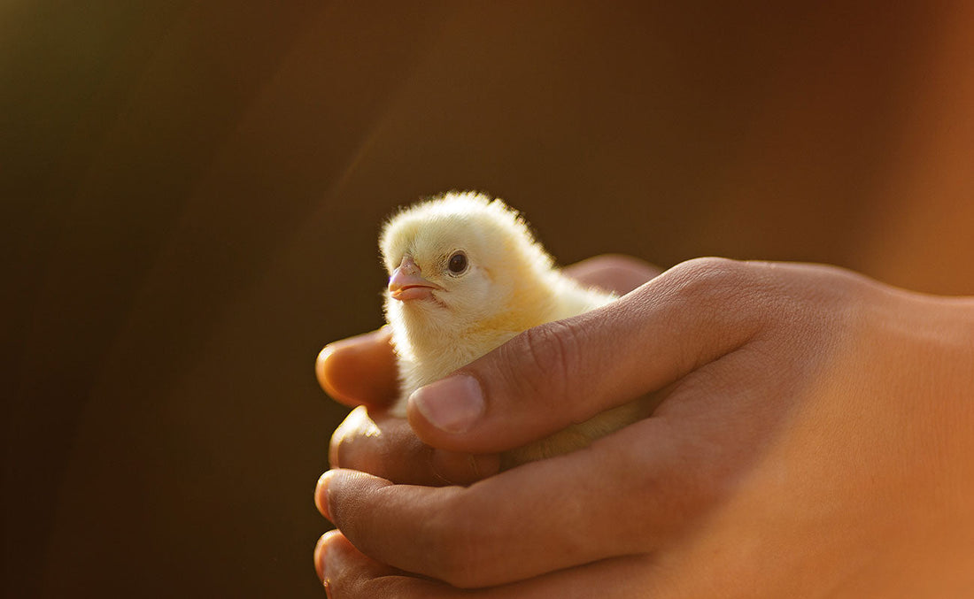 DIY Chick Brooder - How to Convert a Polystyrene Box for Hatching Chicks