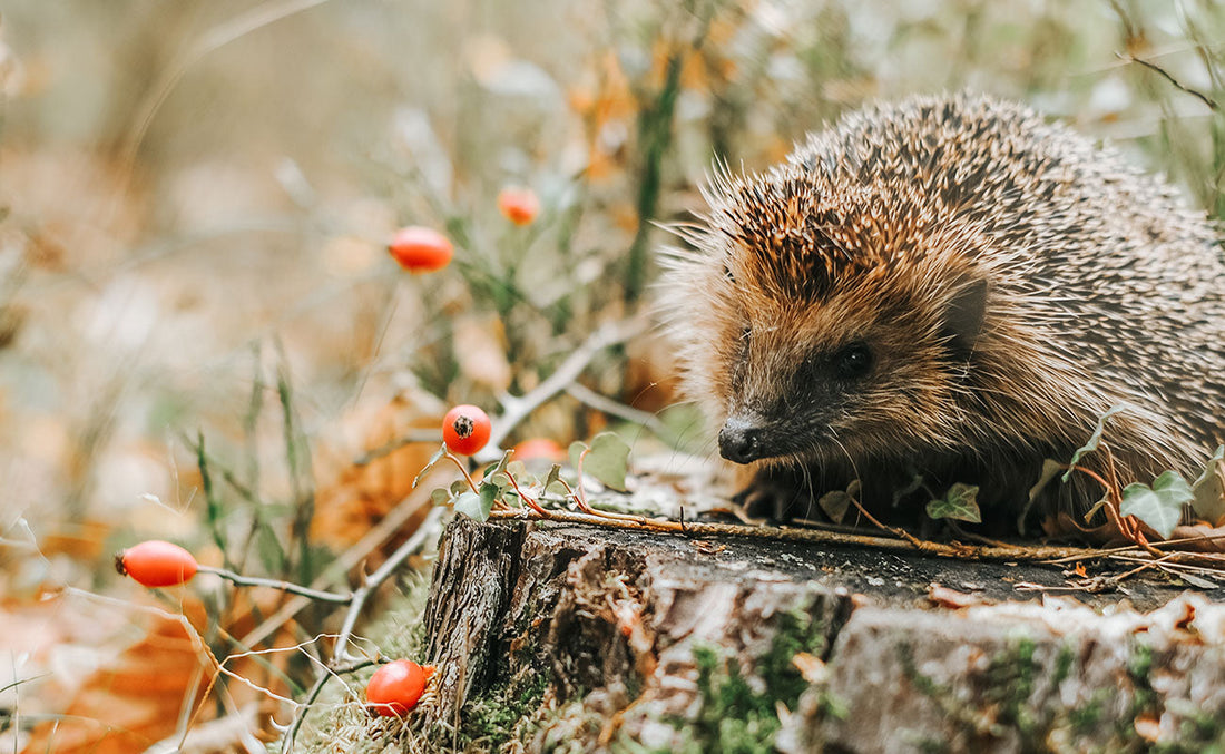 DIY Hedgehog House - A Cozy Winter Home from Polystyrene